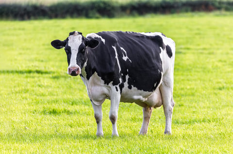 Holstein dairy cow in green pasture