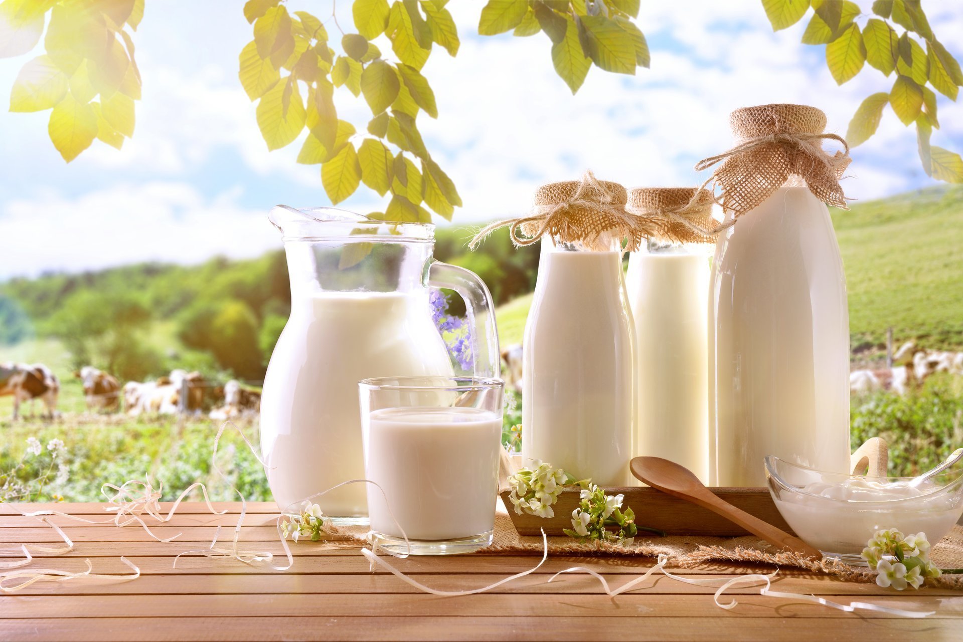Glass containers filled with milk and dairy cows in the background on a sunny meadow. Horizontal composition